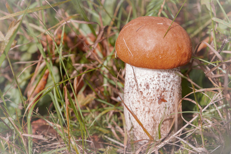 初秋森林里长着红蘑菇