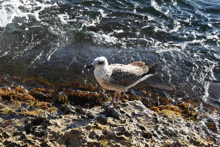 一只孤零零的海鸥站在一块石头的岸边，海面上泛起泡沫