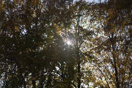 秋日的阳光透过树叶照进来图片