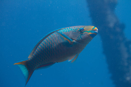 皇后鱼皇后鹦嘴鱼照片