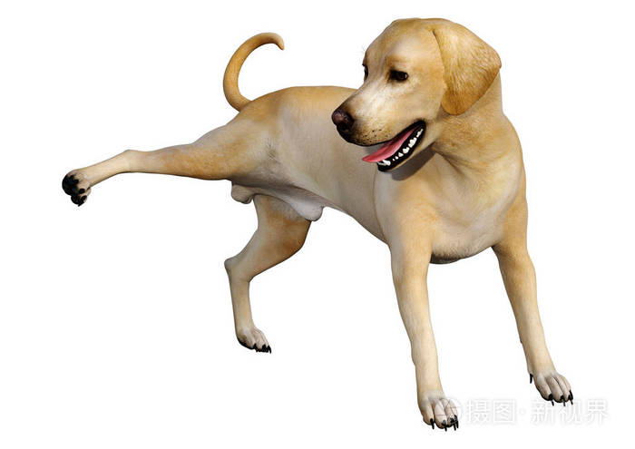 白色拉布拉多犬3d渲染照片 正版商用图片25o9j1 摄图新视界