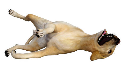 白色拉布拉多犬3D渲染