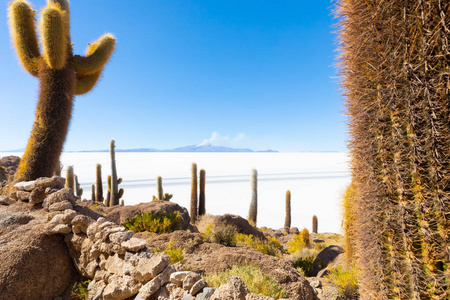 玻利维亚乌尤尼印加华西岛仙人掌和火山景观
