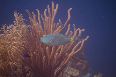 珊瑚礁上的红绿灯鹦鹉鱼图片