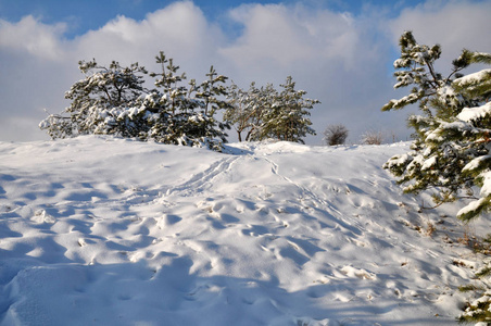 冬季冰雪树木景观