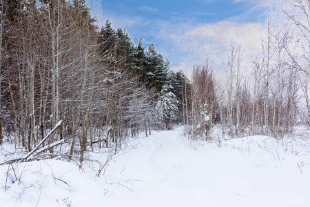 冬季景观。雪树，霜冻，大雪堆和雪堆