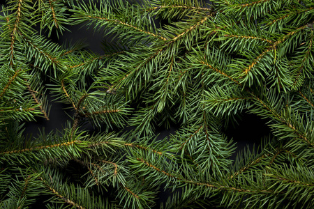 圣诞树的树枝。圣诞节概念，自然，冬天。明信片背景。平放，俯视图