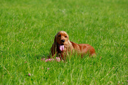 犬种英国可卡犬