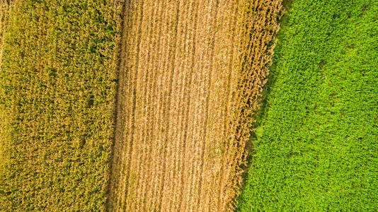 夏天 农事 季节 土地 风景 粮食 纹理 玉米 收获 领域