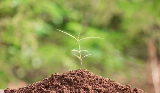 成长 生活 幼树 园艺 污垢 自然 发芽 生长 种子 新的