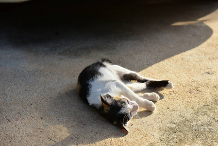 完成di后，可爱的猫在水泥地上玩耍的画像