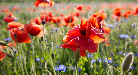 开小花的草图片