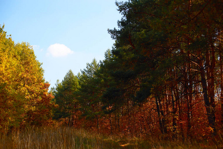 森林 树叶 自然 公园 秋天 风景 落下 环境 颜色 季节