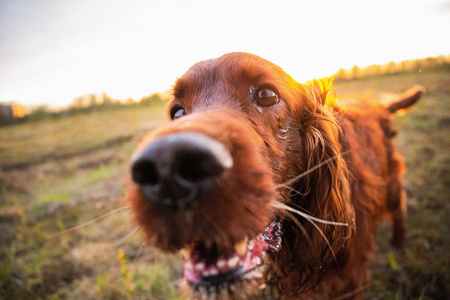 日落时，在草地上沉思警惕的爱尔兰赛特犬