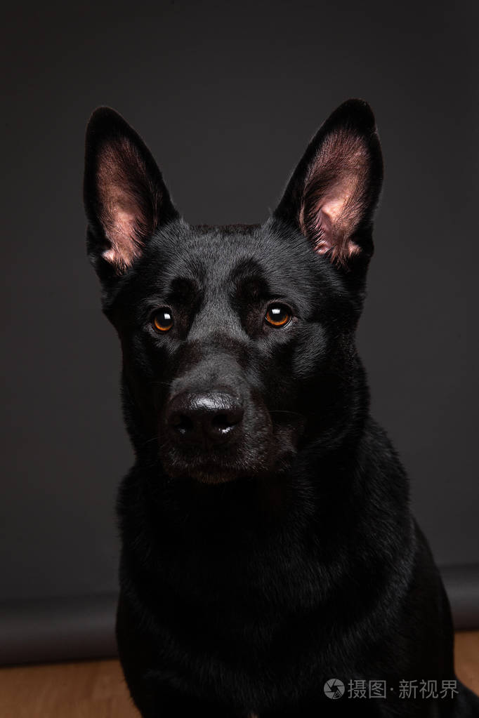 安静的光滑毛黑狗在工作室