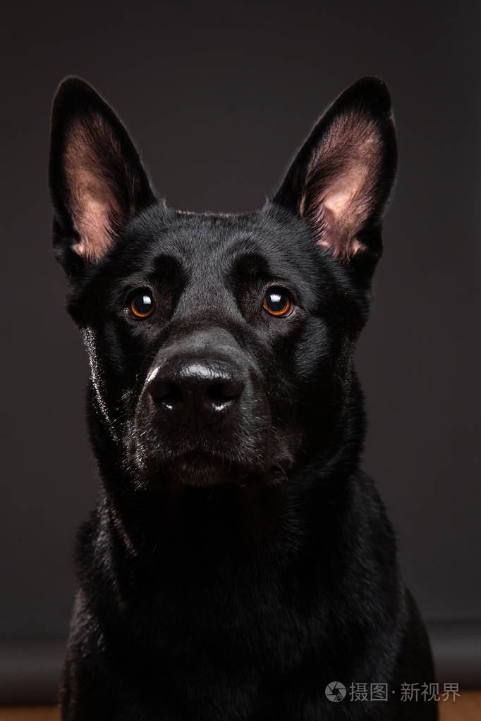 安静的光滑毛黑狗在工作室照片-正版商用图片25oi7a-摄图新视界