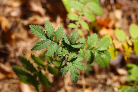 生长 自然 分支 花园 灌木 颜色 植物 树叶 夏天 特写镜头