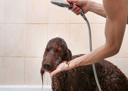 主人在浴缸里给爱尔兰赛特犬洗澡