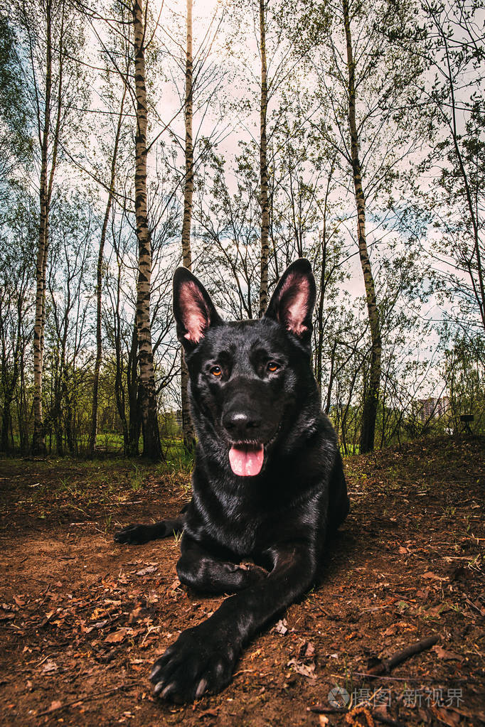 可爱的黑色荷兰牧羊犬躺在森林草地上