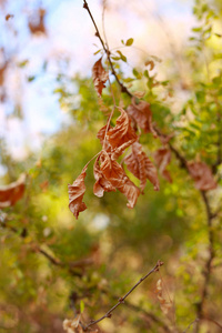 植物 花园 颜色 季节 分支 公园 美丽的 特写镜头 太阳