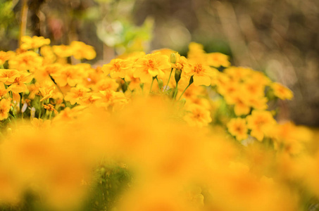 花束 领域 特写镜头 花瓣 颜色 夏天 季节 风景 菊花