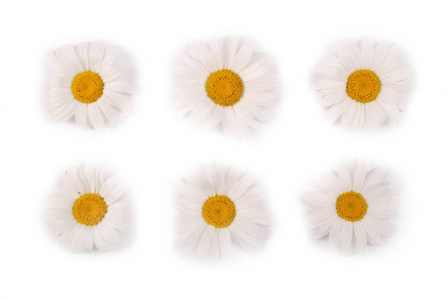 白色背景上分离出六朵白色洋甘菊花。