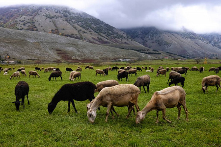 兽群 牲畜 农业 草地 放牧 自然 农事