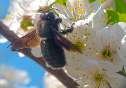 夏天 颜色 花的 蜂蜜 工作 季节 春天 花粉 植物 嗡嗡声