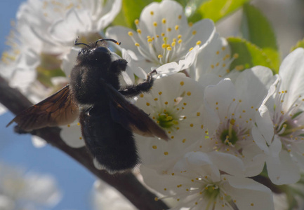 花粉 美女 花园 降低 蜜蜂 收集 自然 春天 昆虫 动物
