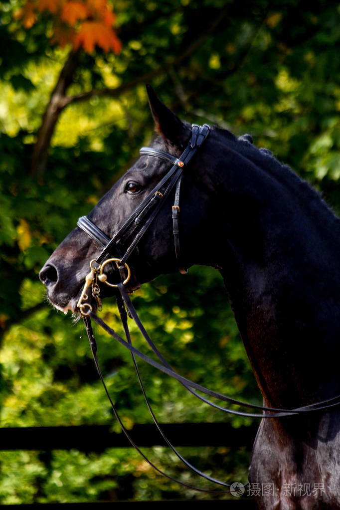 黑色盛装舞步马肖像