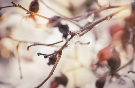 公园 分支 植物 冻结 环境 雪堆 雪花 晶体 冷冰冰的