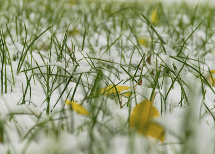 秋天下了第一场雪。白雪覆盖着黄叶的绿草。背景。