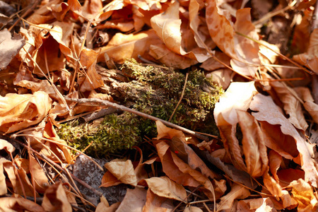 自然 美丽的 冬天 秋天 植物 颜色 地面 纹理 苔藓 森林