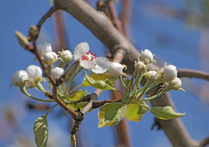 盛开 植物学 樱花 季节 特写镜头 花儿 花瓣 开花 苹果