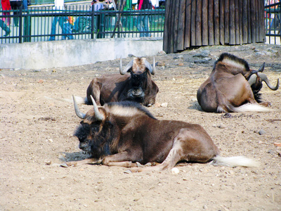 环境 大草原 莫斯科 夏天 哺乳动物 尘土飞扬 角马 牧场