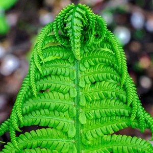 美丽的蕨类植物叶子绿色的叶子自然花蕨类植物在阳光下的背景