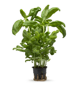 植物白底图片