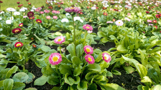 特写镜头 植物区系 夏天 公园 粉红色 花瓣 树叶 美丽的