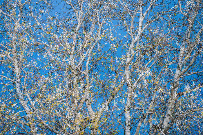 白桦树与蓝天形成对比。白桦枝上，秋天的黄叶