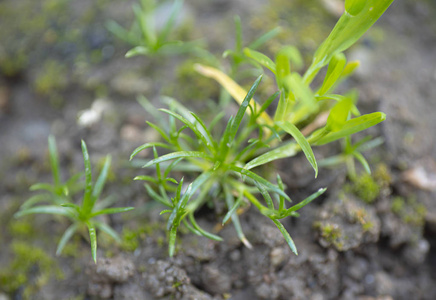 美丽的 夏天 生长 娱乐 环境 院子 草地 植物 季节 领域