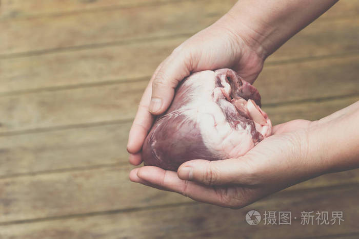心脏猪心在手心脏科概念