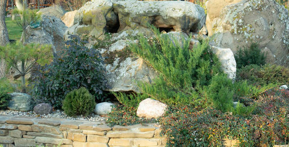 森林 宽的 天空 草地 植物 夏天 环境 分支 树叶 季节