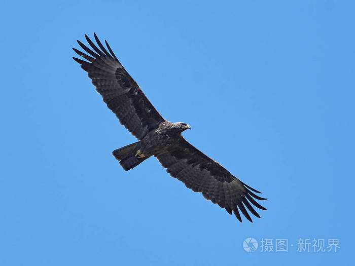 沃伯格鹰hieraaetuswahlbergi