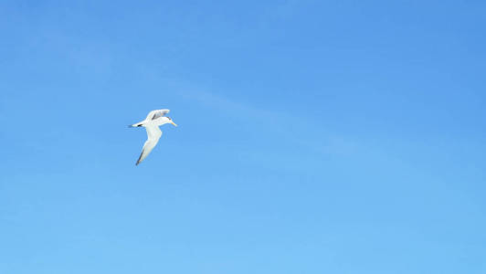 海鸥 动物 航班 美丽的 天空 自由 翅膀 自然 羽毛 野生动物