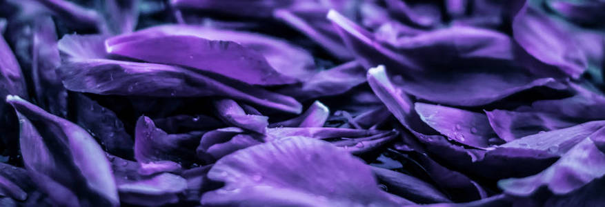盛开紫花艺术背景，紫花假日