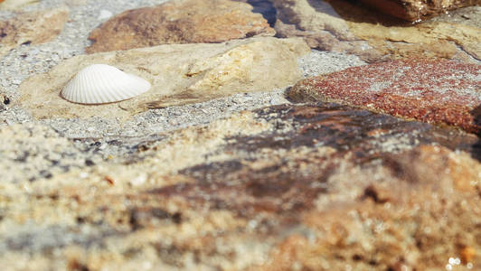 贝壳 特写镜头 旅行 海滩 自然 材料 夏天