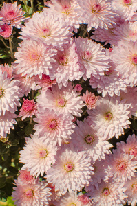 Autumn chrysanthemum flowers grow 