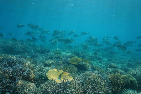 珊瑚礁蓝松独角鱼群