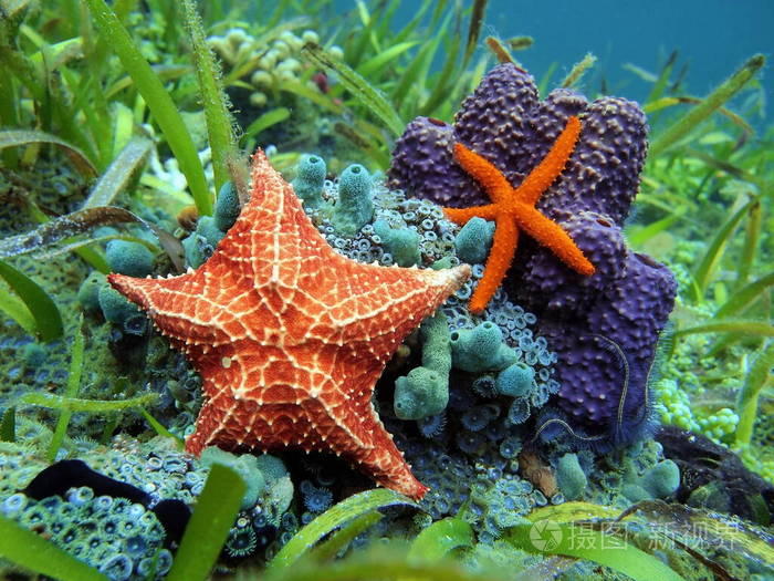 海星在水下五颜六色的海洋生物之上