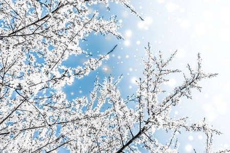 圣诞节，新年蓝色花卉背景，节日贺卡设计